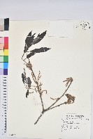 登錄號:S080175藏品圖，第1張