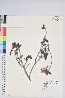 登錄號:S080176藏品圖，第1張