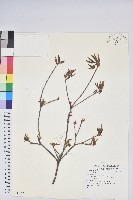 登錄號:S080177藏品圖，第1張