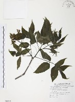 灰色木藍藏品圖，第1張