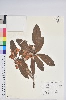 登錄號:S080187藏品圖，第1張