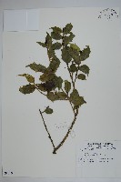 登錄號:S080190藏品圖，第1張