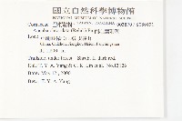 倒心葉珊瑚藏品圖，第2張