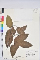 水青岡藏品圖，第1張