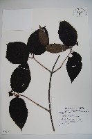 登錄號:S080196藏品圖，第1張