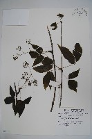 吳茱萸五加藏品圖，第1張