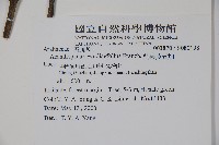 吳茱萸五加藏品圖，第2張