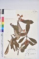 登錄號:S080201藏品圖，第1張