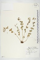 豌豆七藏品圖，第1張