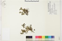 小花人字果藏品圖，第1張