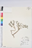 澤漆藏品圖，第1張