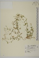 網脈繁縷藏品圖，第1張