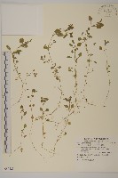 繁縷藏品圖，第1張