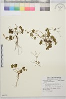 鹿場毛茛藏品圖，第1張