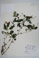 紫花鳳仙花藏品圖，第1張