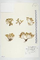 紅子佛甲草藏品圖，第1張