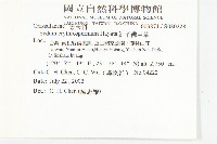 紅子佛甲草藏品圖，第2張