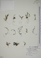 黃斑龍膽藏品圖，第1張