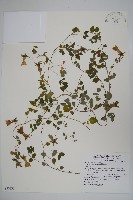 玉山山奶草藏品圖，第1張