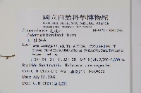 玉山山奶草藏品圖，第2張