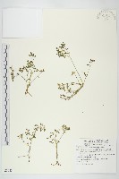 阿里山佛甲草藏品圖，第1張