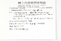 阿里山佛甲草藏品圖，第2張