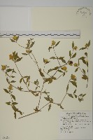 狗筋蔓藏品圖，第1張