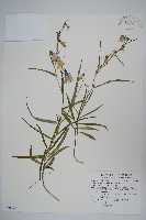 玉山沙參藏品圖，第1張