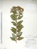 臺灣繡線菊藏品圖，第1張