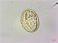 臺灣繡線菊藏品圖，第2張