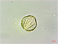 臺灣繡線菊藏品圖，第4張