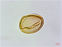 玉山金絲桃藏品圖，第2張