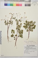 傅氏唐松草藏品圖，第1張