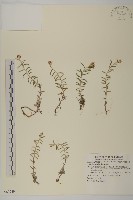 香青藏品圖，第1張