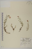 香青藏品圖，第1張