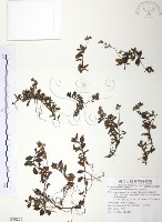 玉山水苦賈藏品圖，第1張