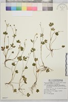 鹿場毛茛藏品圖，第1張