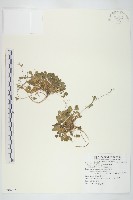 玉山筷子芥藏品圖，第1張