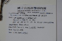 川上氏忍冬藏品圖，第2張