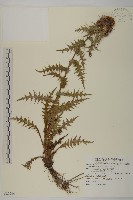 紫花阿里山薊藏品圖，第1張