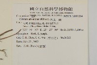 紫花阿里山薊藏品圖，第2張