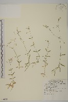 亞毛無心菜藏品圖，第1張