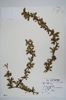 玉山小蘗藏品圖，第1張