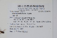 玉山小蘗藏品圖，第2張