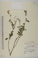 日本假蓬藏品圖，第1張