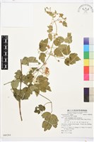 串鼻龍藏品圖，第1張