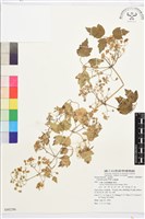 串鼻龍藏品圖，第1張