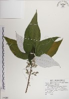 蘭嶼水絲麻藏品圖，第1張