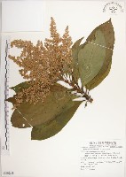 呂宋水錦樹藏品圖，第1張