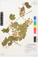 串鼻龍藏品圖，第1張